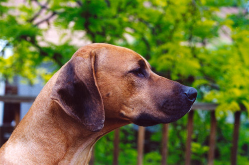 Connor-Brian, sweet Rhodesian Ridgeback male