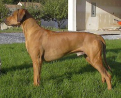 Bigs - male ridgeback stacked