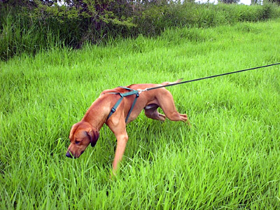 rhodesian ridgeback tracking