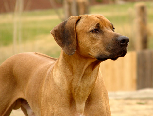Connor-Brian, sweet Rhodesian Ridgeback male