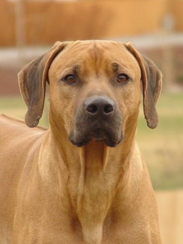 Connor is one super swet, loving Rhodesian Ridgeback