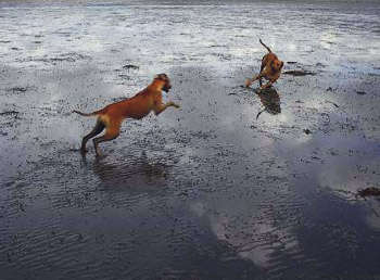 two dogs play in shallow water