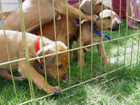 DSC00005.jpg (109kb)